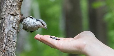 Co ląduje w karmniku? Drugie dno ptasiej diety