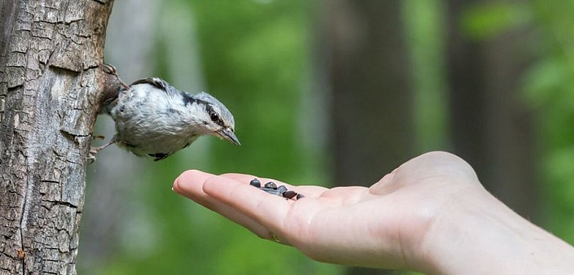 Co ląduje w karmniku? Drugie dno ptasiej diety